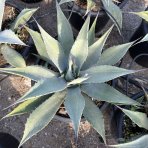 Agáva (Agave) ´NEOMEXICANA´ - výška 40-60 cm, Ø 40-60 cm, kont. C50L (-25°C)